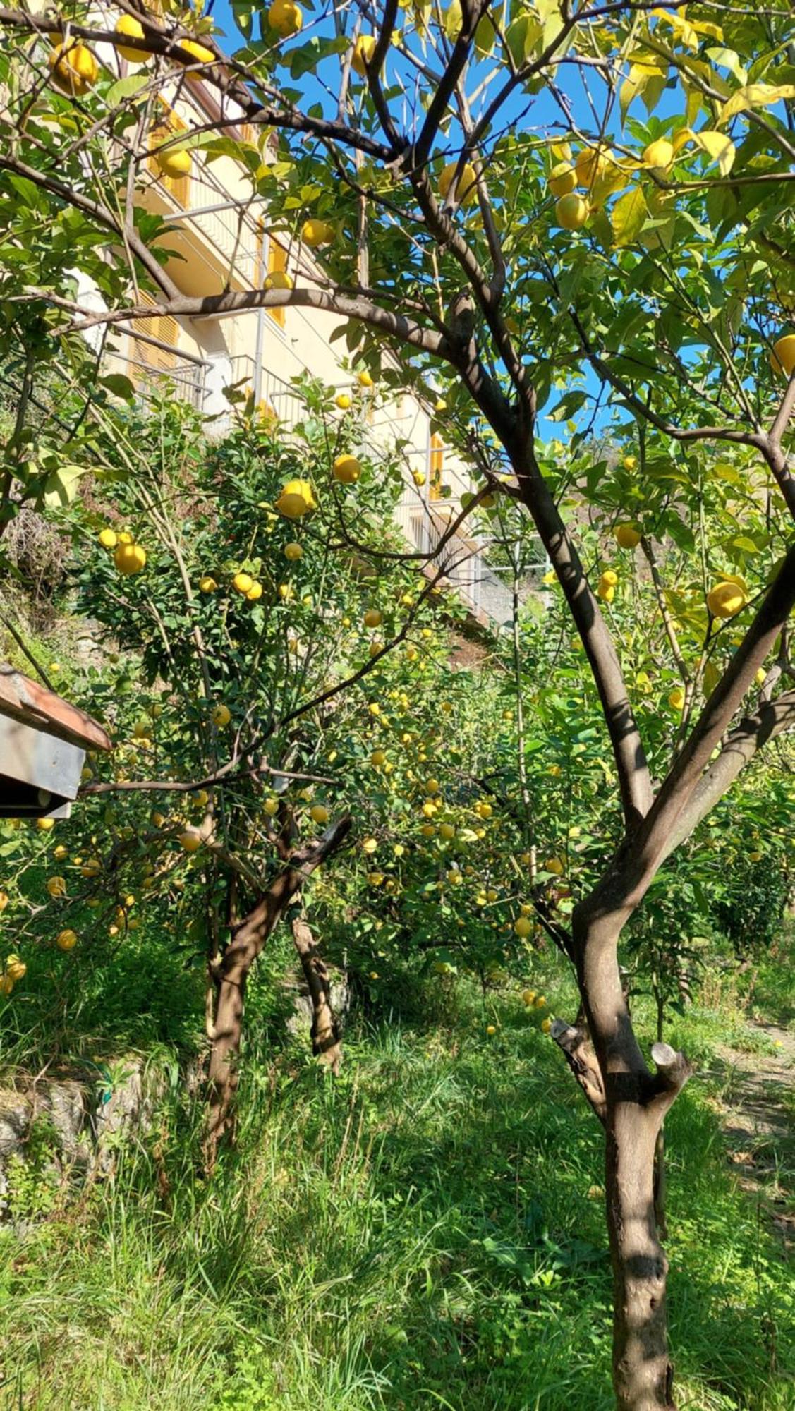 La Casa Dei Limoni Hotel Monterosso al Mare Exterior foto