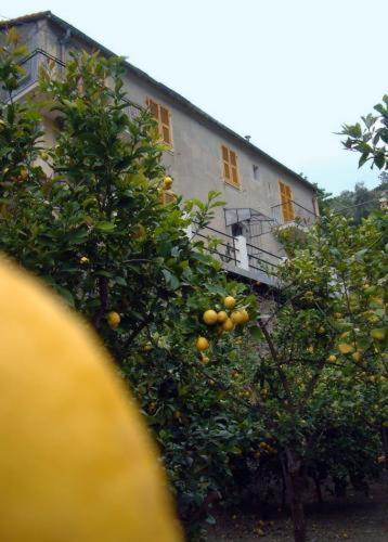 La Casa Dei Limoni Hotel Monterosso al Mare Exterior foto